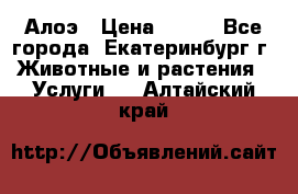 Алоэ › Цена ­ 150 - Все города, Екатеринбург г. Животные и растения » Услуги   . Алтайский край